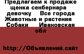Предлагаем к продаже щенка сенбернара - девочку. - Все города Животные и растения » Собаки   . Ивановская обл.